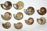 Lot: - Polished Whole Ammonite Fossils - Pieces #116726-1